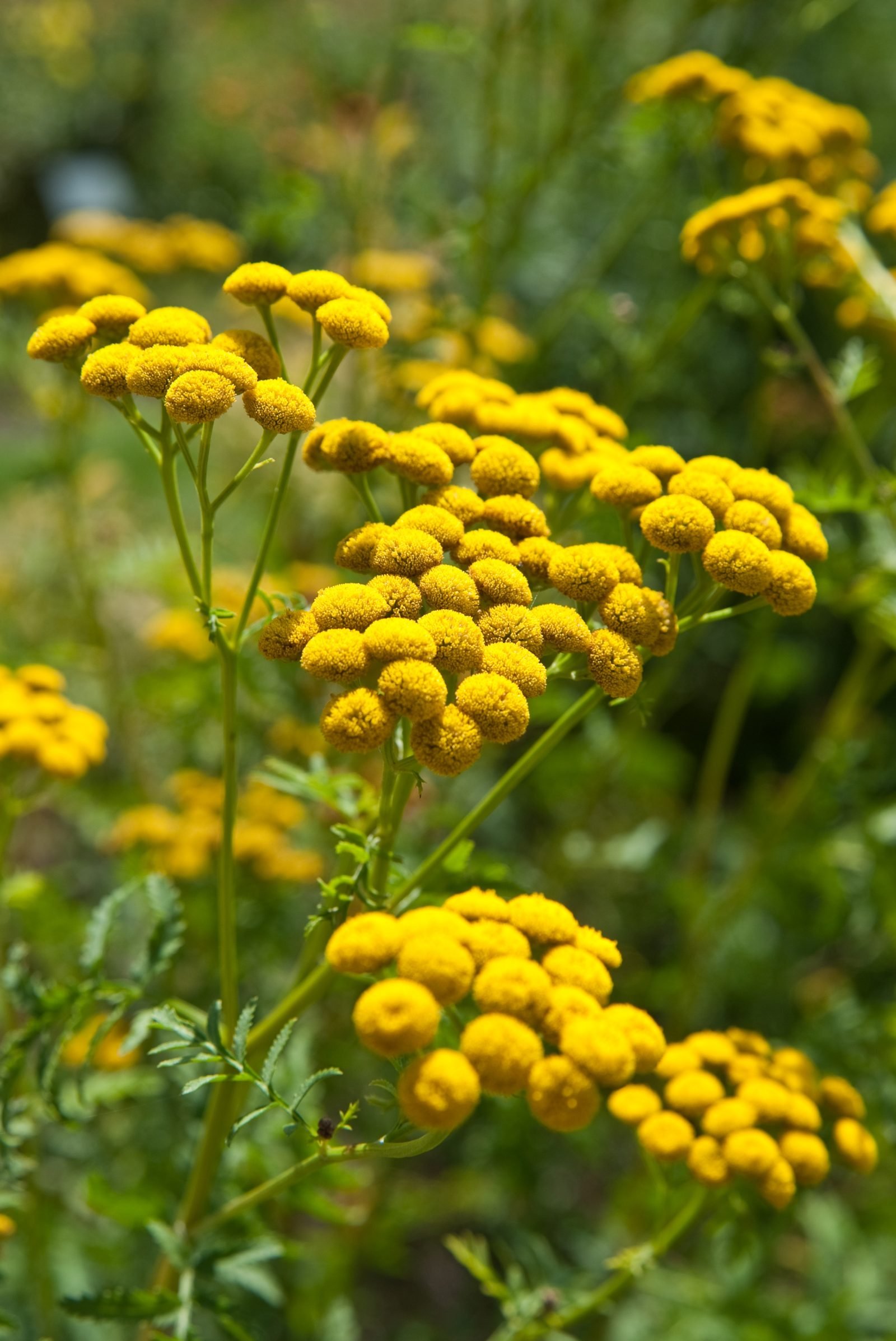 Remedios caseros para el jardín