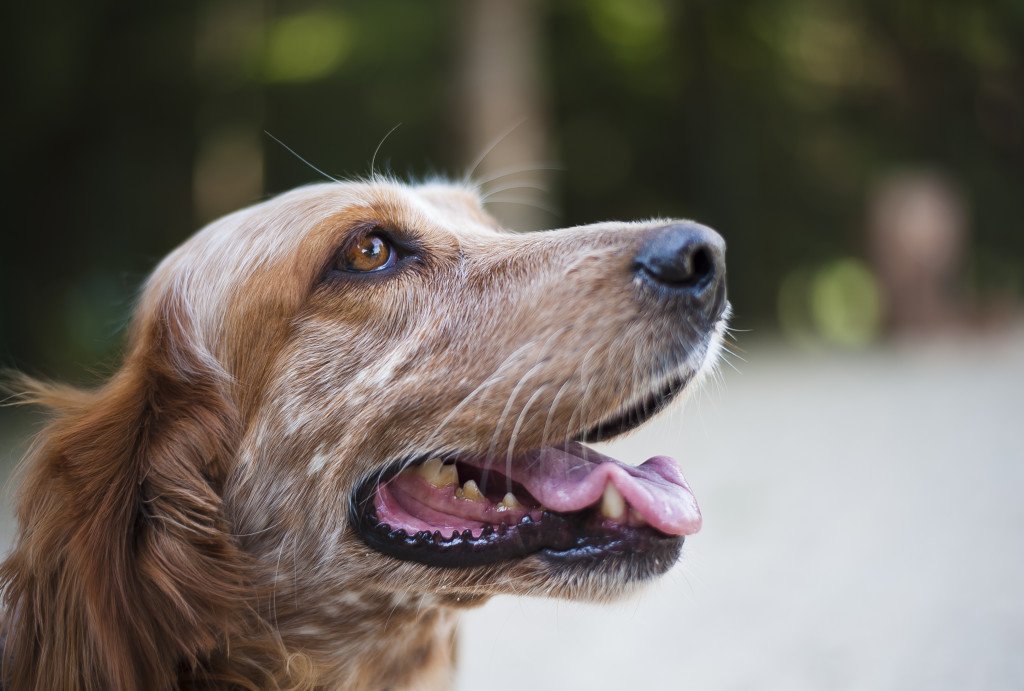 Una mascota no es una persona: cómo evitar las falsas expectativas