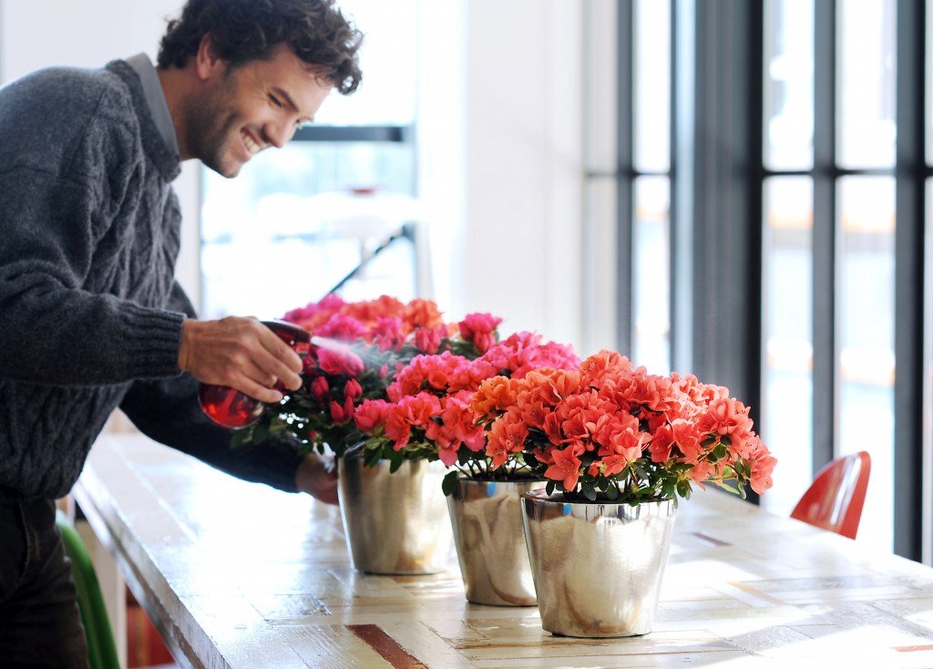 ¿De interior o exterior? Dónde se sienten mejor las azaleas
