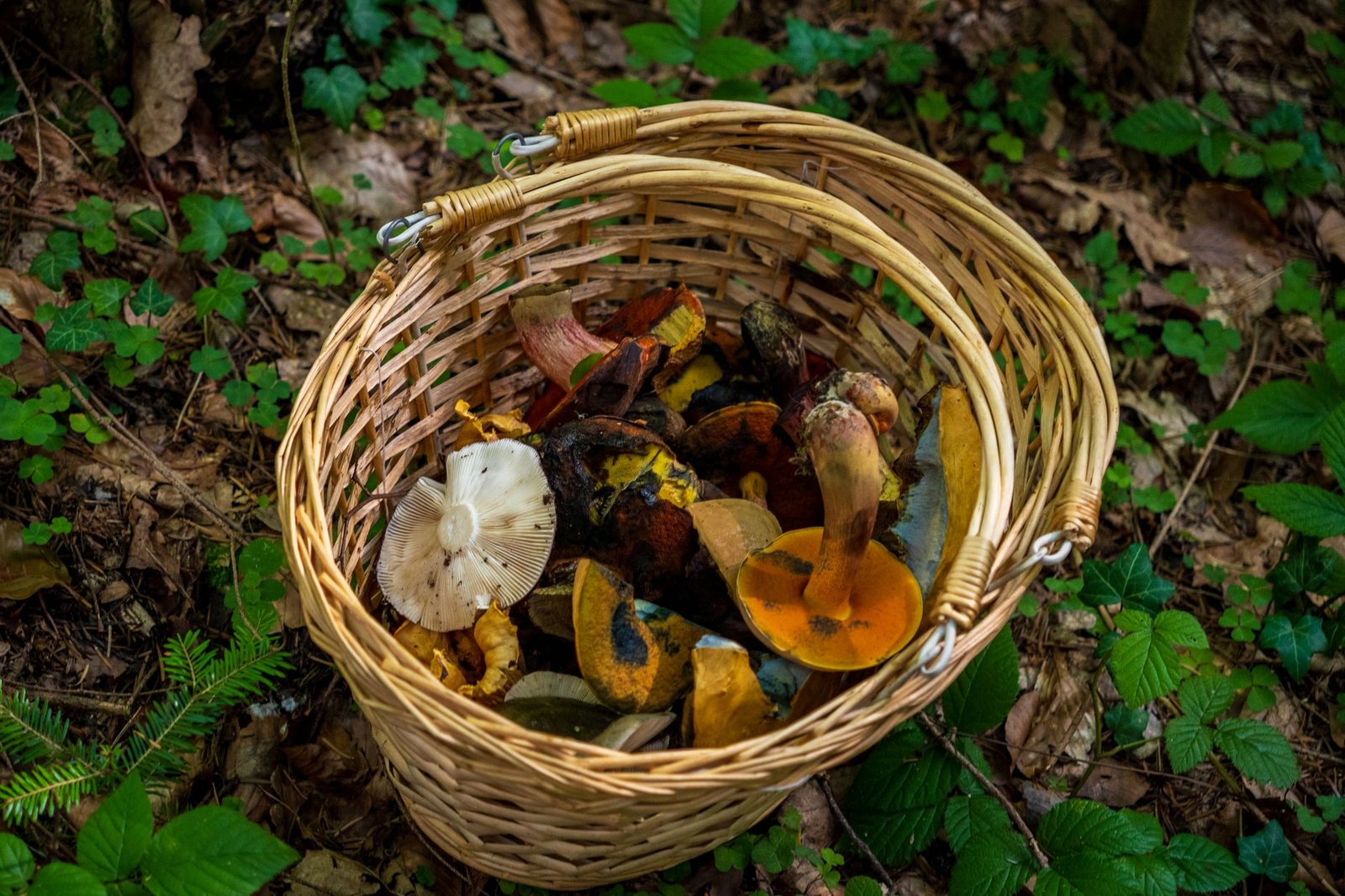 Recogida de setas en el bosque