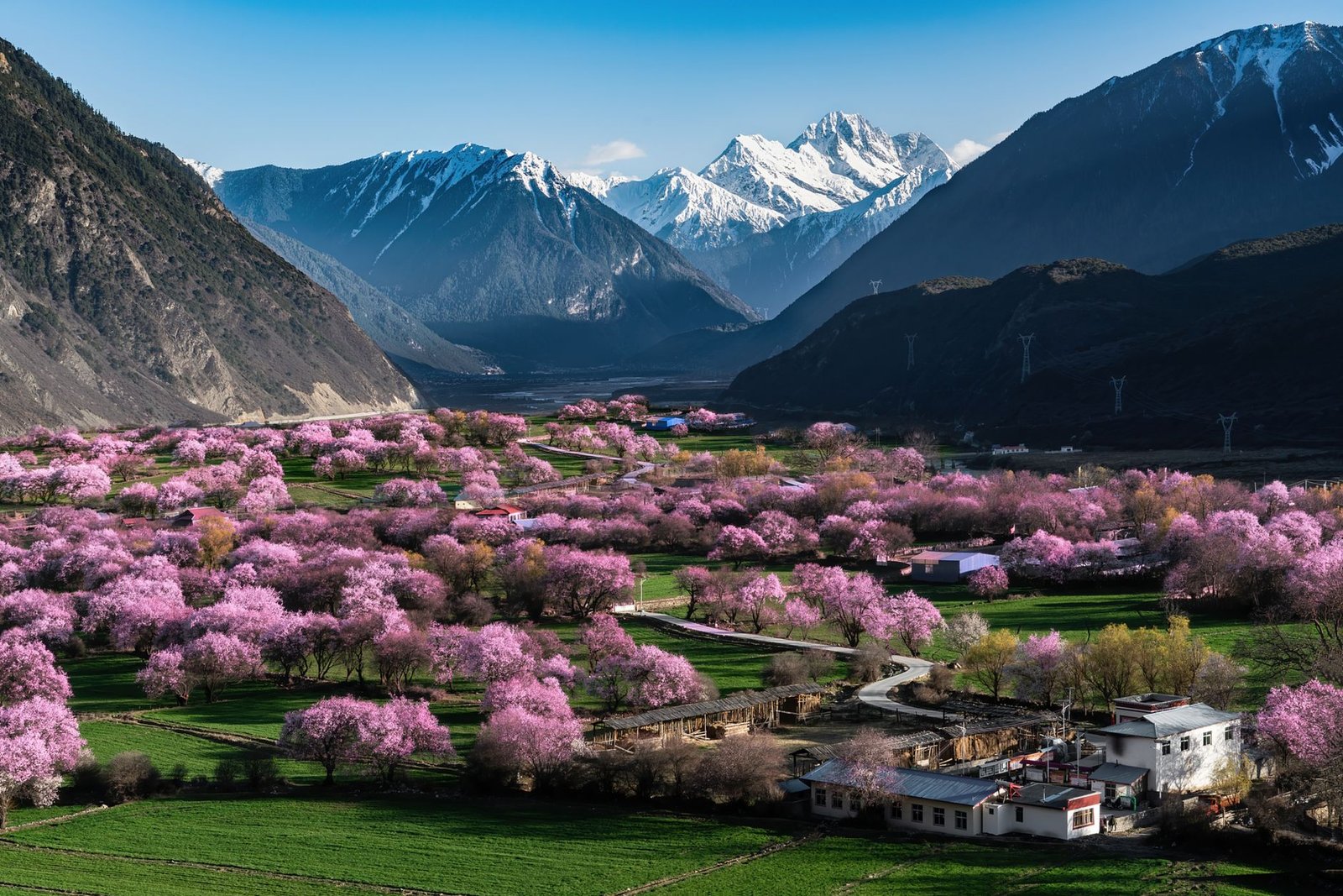 Valle con cerezos en flor y montañas al fondo en primavera