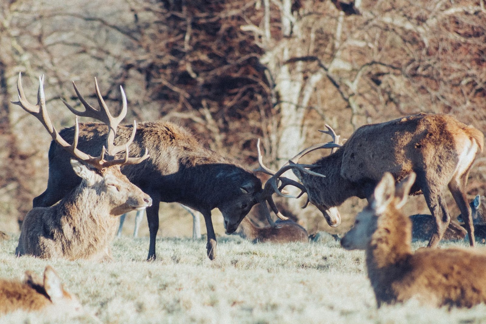 Ciervo macho bramando en un claro del bosque al amanecer en otoño